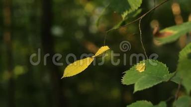 公园里的野树枝上的叶子在夏日午后的特写镜头`阳光中摇摆